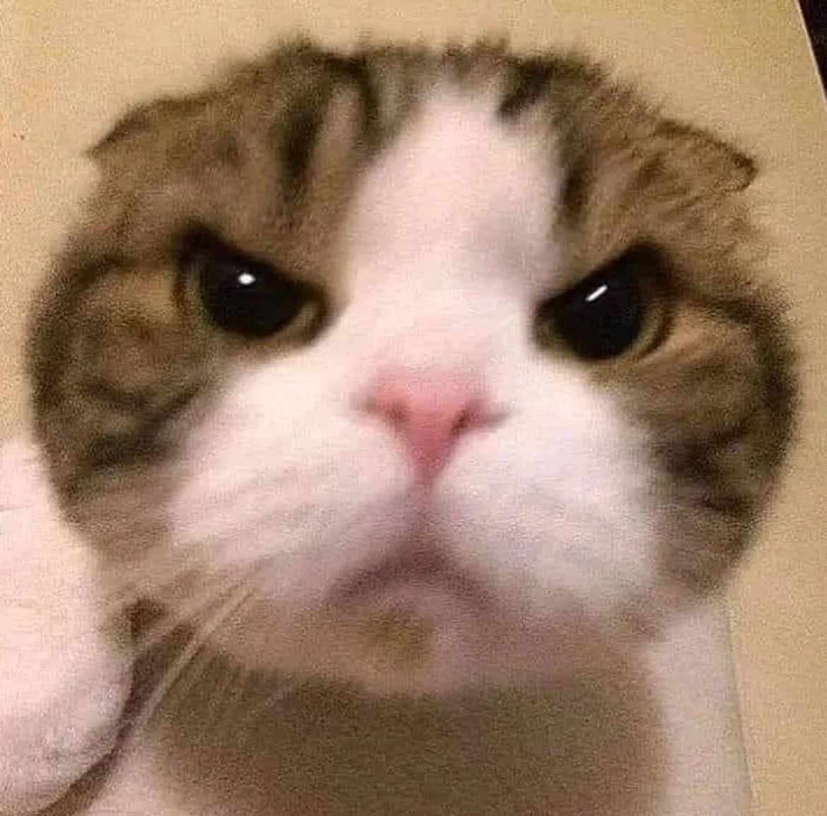 Picture of the head of an angry cat